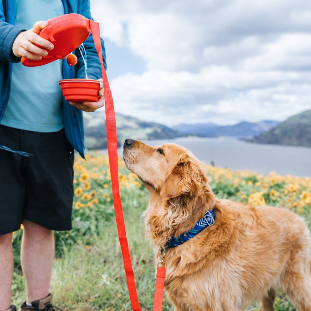 Correa retráctil 4 en 1 - Paseíto